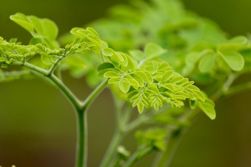 Moringa Dried Leaves , drumstick , green leaf, seeds