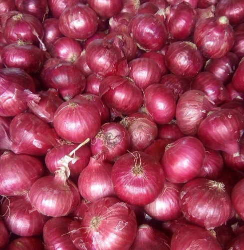 Fresh Natural Onion