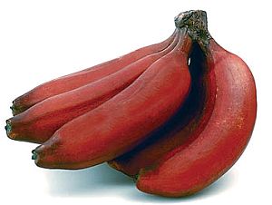 Organic Fresh Red Banana, Style : Natural