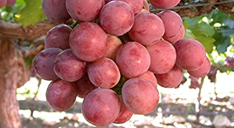 Fresh Red Globe Grapes