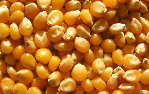 Hybrid Yellow Maize Seeds