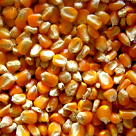 Organic Natural Yellow Maize Seeds, Style : Dried