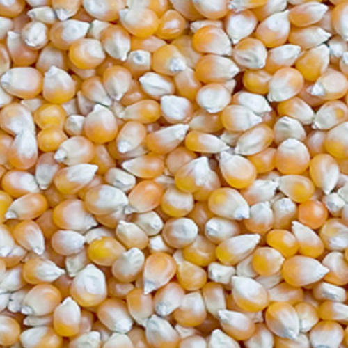 Common Organic Yellow Maize Seeds, Style : Dried