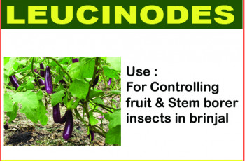  leucinodes Pheromone Trap, Certification : ISI Certified