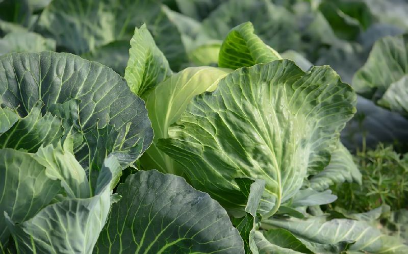 Metarhizium Anisoplae