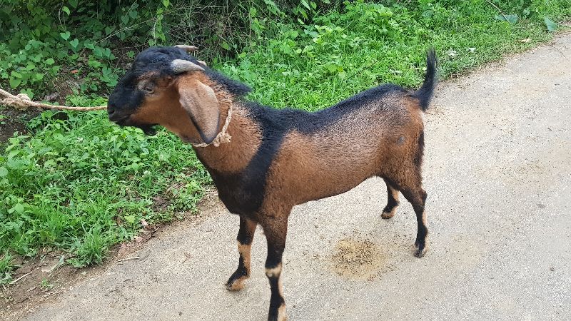 Live Male Goat Exporters In Gondia Maharashtra India By Reyansh 