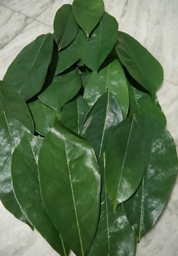 Organic graviola leaves, for Cooking, Food Medicine, Cosmetics, Human Consumption