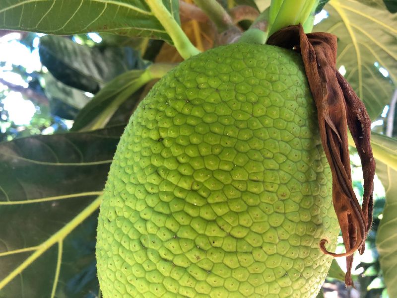 Natural Breadfruit, Feature : Provide Fresh Air, Eco-friendly, Longer Shelf Life, Medical Benefits
