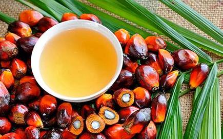 Cold Pressed Palm Oil Seeds, Purity : 100% Natural Pure