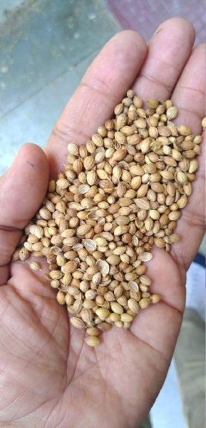 Coriander Seeds, Packaging Type : Jute Bags