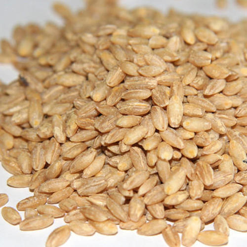 Indian Hulled Barley Seeds