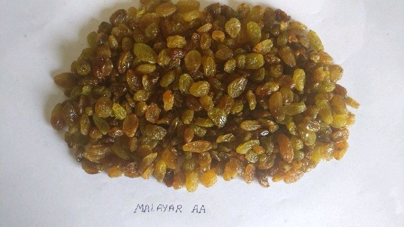 Malayar Raisins, Feature : Sortex cleaned/colour sorted