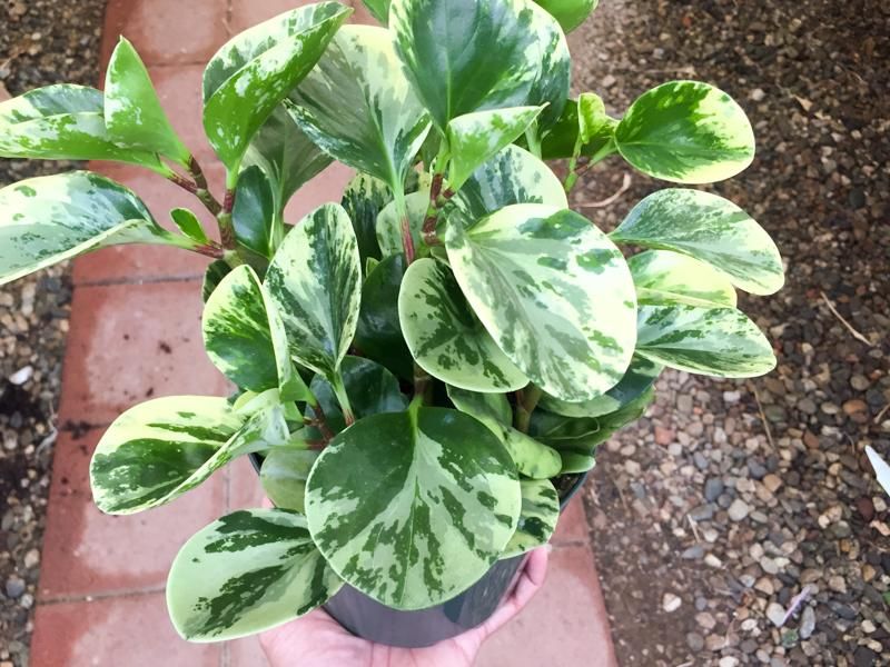 Brownish Peperomia Obtusifolia (Baby Rubber) Plant's, for Decoration Purpose, Style : Fresh