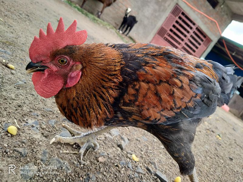 desi country chicken by Bagwan Agro, Desi Country Chicken, INR 500