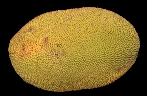 jackfruit