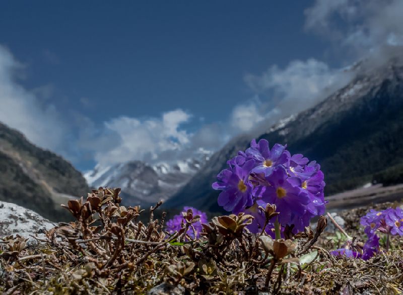 Lachung Tour Packages