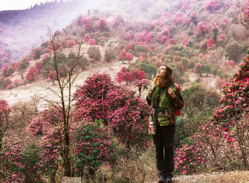 Shingba Rhododendron Sanctuary Tour Service
