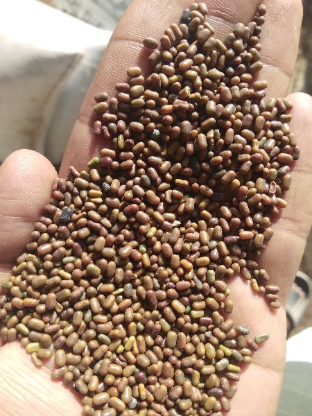 Jantar, dhaincha, green manure, sesbania seed, Feature : Fertilizer