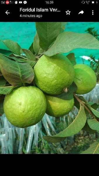 Organic Barafkhana Guava Plants, for Farming, Feature : Disease Free, Fast Growth, High Yield