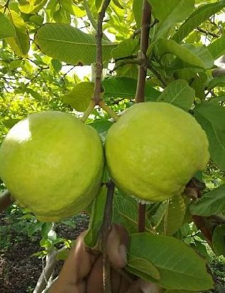 Organic L49 Guava Plants, for Farming, Feature : Fast Growth, High Yield