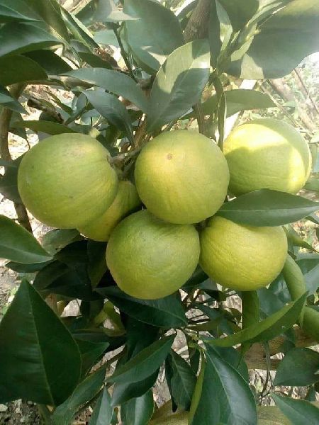 Organic Malta Sweet Lemon Plants, for Gardening, Variety : Hybrid
