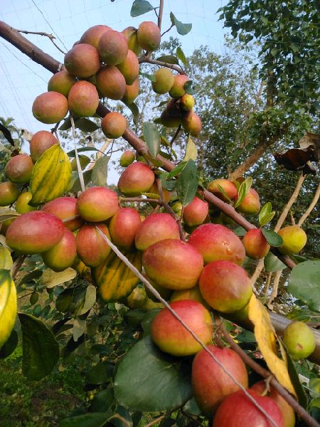 Red Sundari Apple Ber Plants