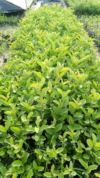 Organic Thai 7 guava plants, for Farming, Feature : Disease Free, Fast Growth, High Yield