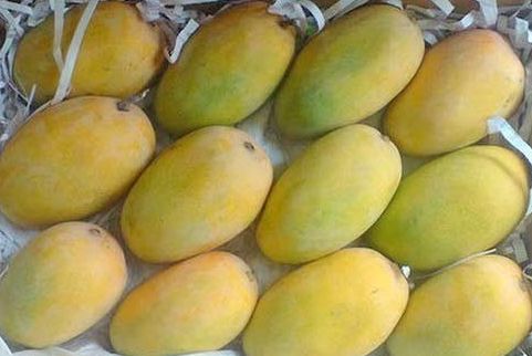 Fresh Kesar Mango, for Direct Consumption, Juice Making, Feature : Fressness, Hand Picked