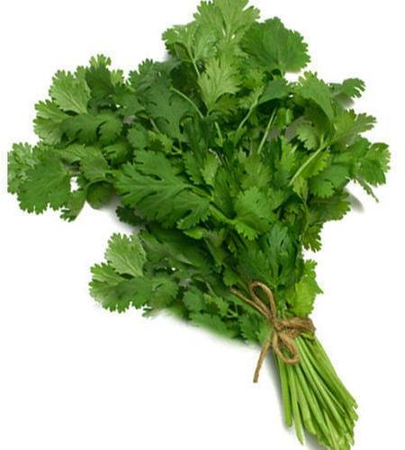 fresh coriander leaves