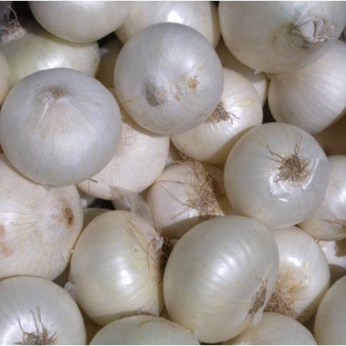 Organic Fresh White Onion, for Cooking, Fast Food, Snacks, Size : Small