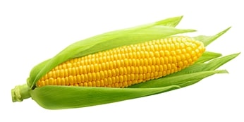 Fresh Yellow Corn