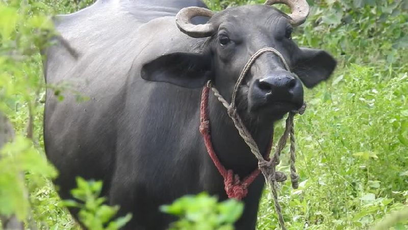 300-500 kg Live Buffalo, Gender : Female