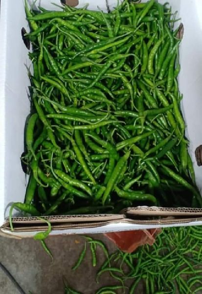 Organic Fresh Green Chilli