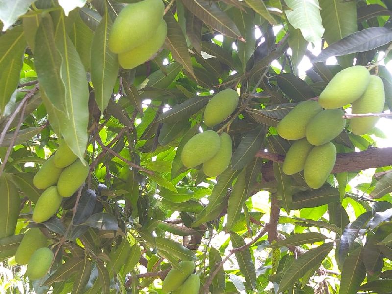 Organic Fresh Green Mango
