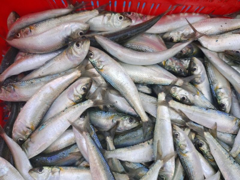 Sardine Fish by AVR FRESH FISH, Sardine Fish, INR 90 / Kilogram ...