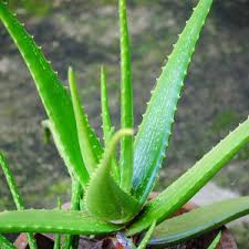 Organic Green Aloe Vera Leaves, for Cream, Gel, Juice, Feature : Insect Free, Nice Aroma