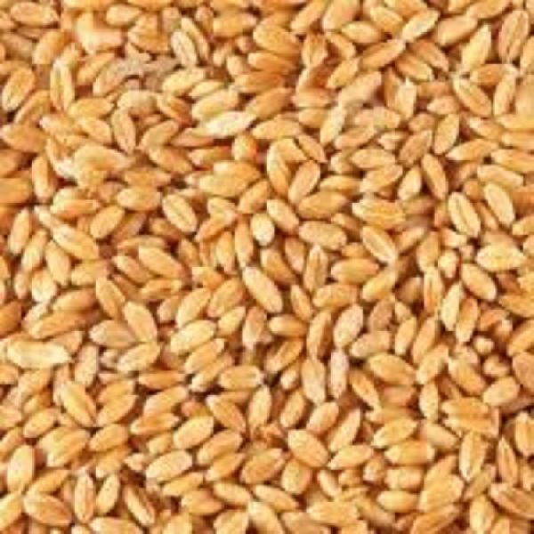 Common wheat grain, for Making Bread, Packaging Type : PP Bag