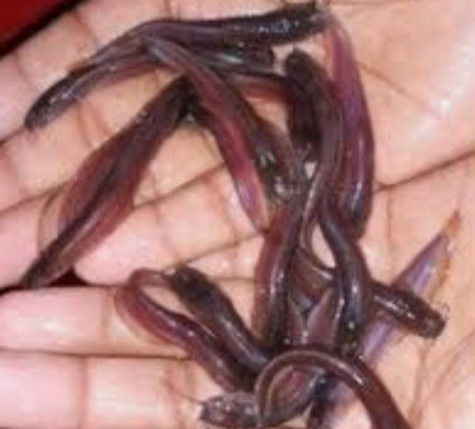 Desi shingi Fish Seeds