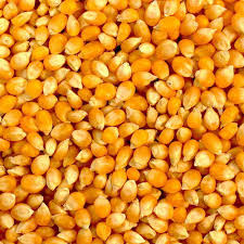 Yellow Corn(Maize), for Animal Feed, Animal Food, Cattle Feed, Flour, Food Grade Powder, Human Food