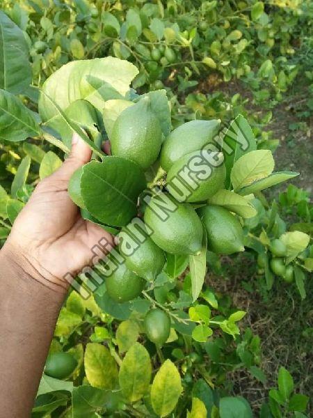 Seedless Lemon Plants Buy seedless lemon plants for best price at INR ...