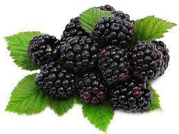 Fresh Blackberry