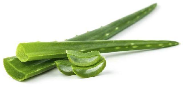 Organic Aloe Vera Leaves, for Body Lotion, Cream, Making Shampoo, Pickles, Feature : Good Quality