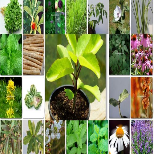 Medicinal Plants Manufacturer in Gandhinagar Gujarat India by Maa Kesar ...