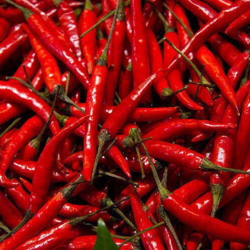 Fresh Red Chilli by Garg Enterprises, Fresh Red Chilli from Dehradun ...
