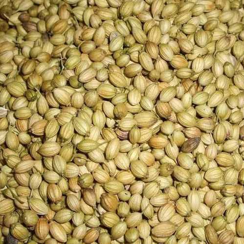 Organic coriander seeds, Packaging Type : Plastic Packets, Color : Green