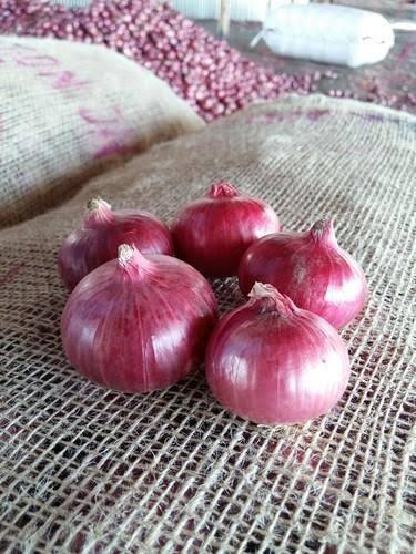 Onions, Packaging Type : Loose