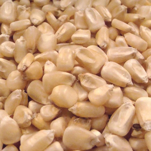 White Maize Seeds, for Animal Feed, Food Grade Powder