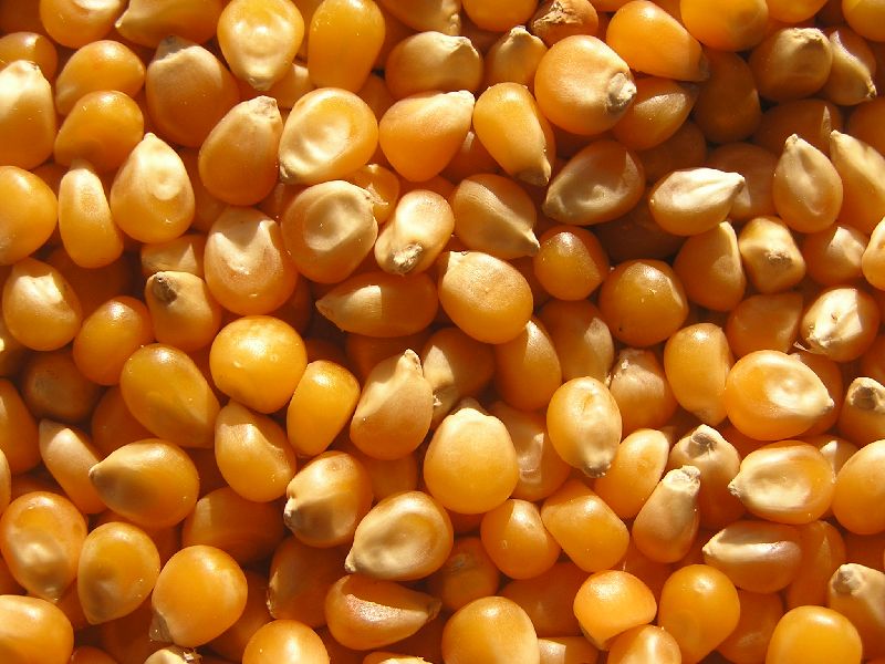 Organic Yellow Maize Seeds, for Animal Feed, Animal Food, Variety : Corn Gluten Meal