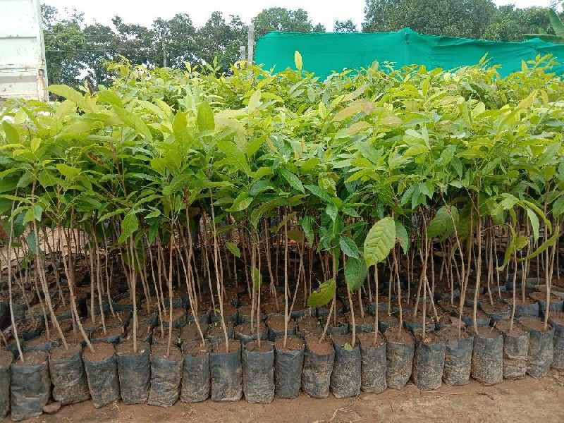 African Mahogany Plant, for Hard Wood, Color : Reddish Brown
