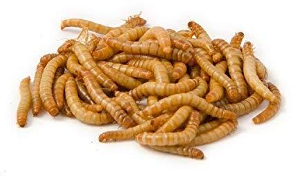 Dried mealworms